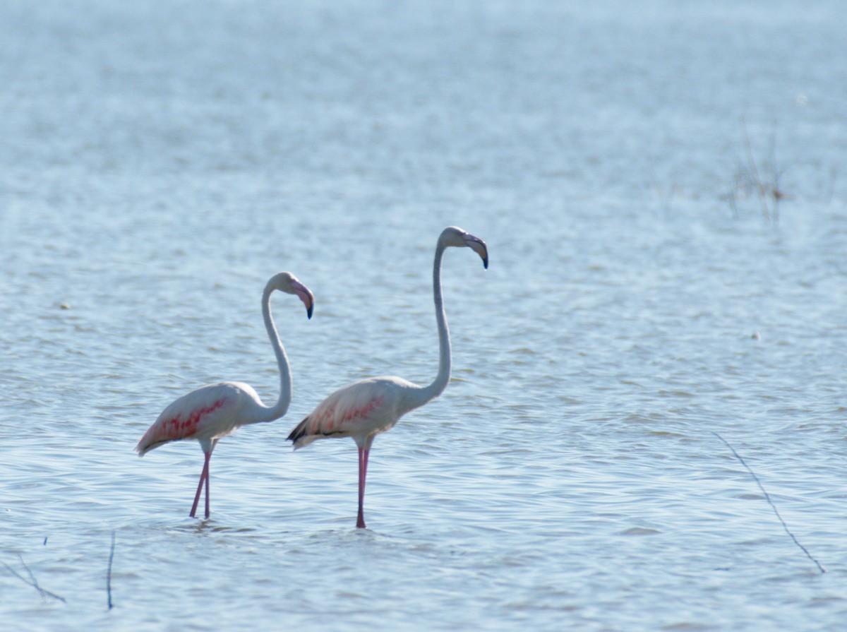 Flamingo - ML184618831