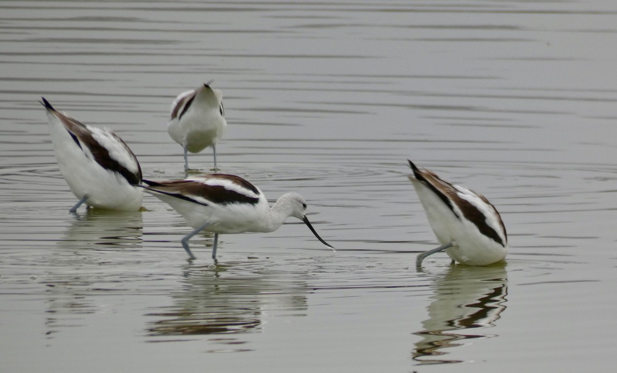 Avocette d'Amérique - ML184619461