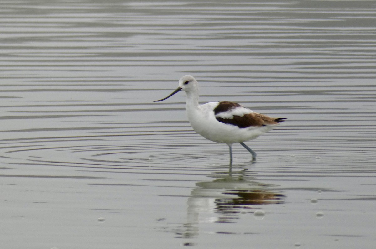 Avocette d'Amérique - ML184619571