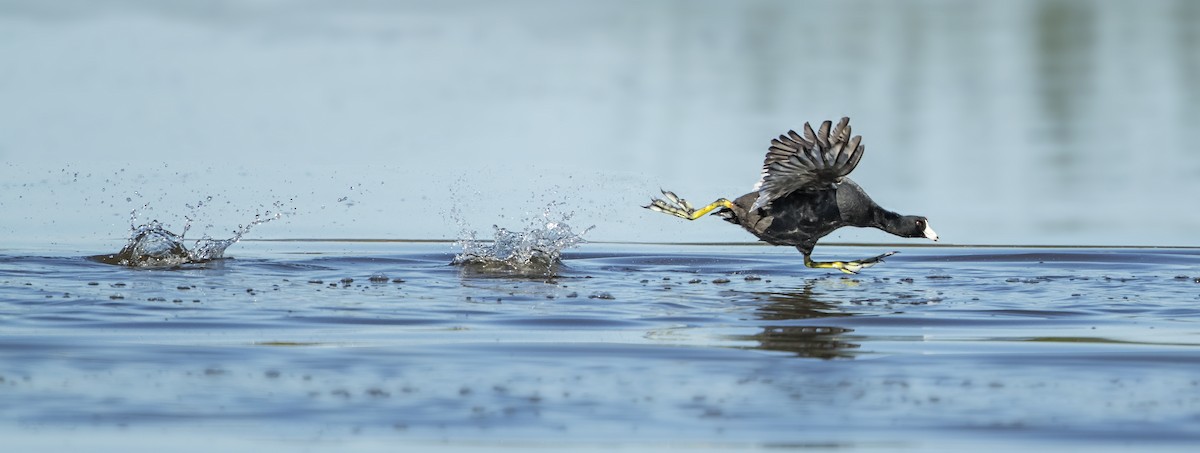 American Coot - ML184621301