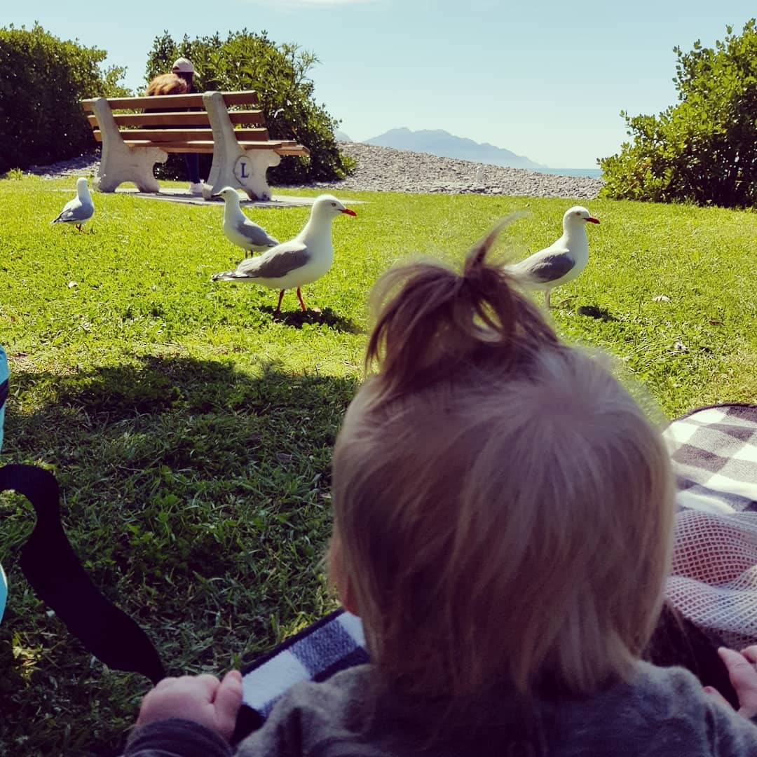 Silver Gull (Red-billed) - ML184622211