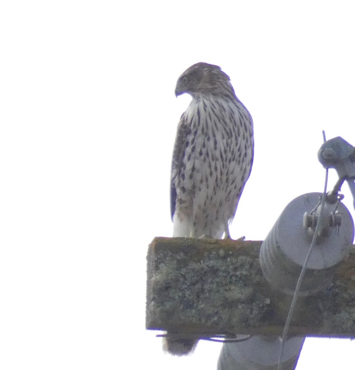 Cooper's Hawk - ML184622641