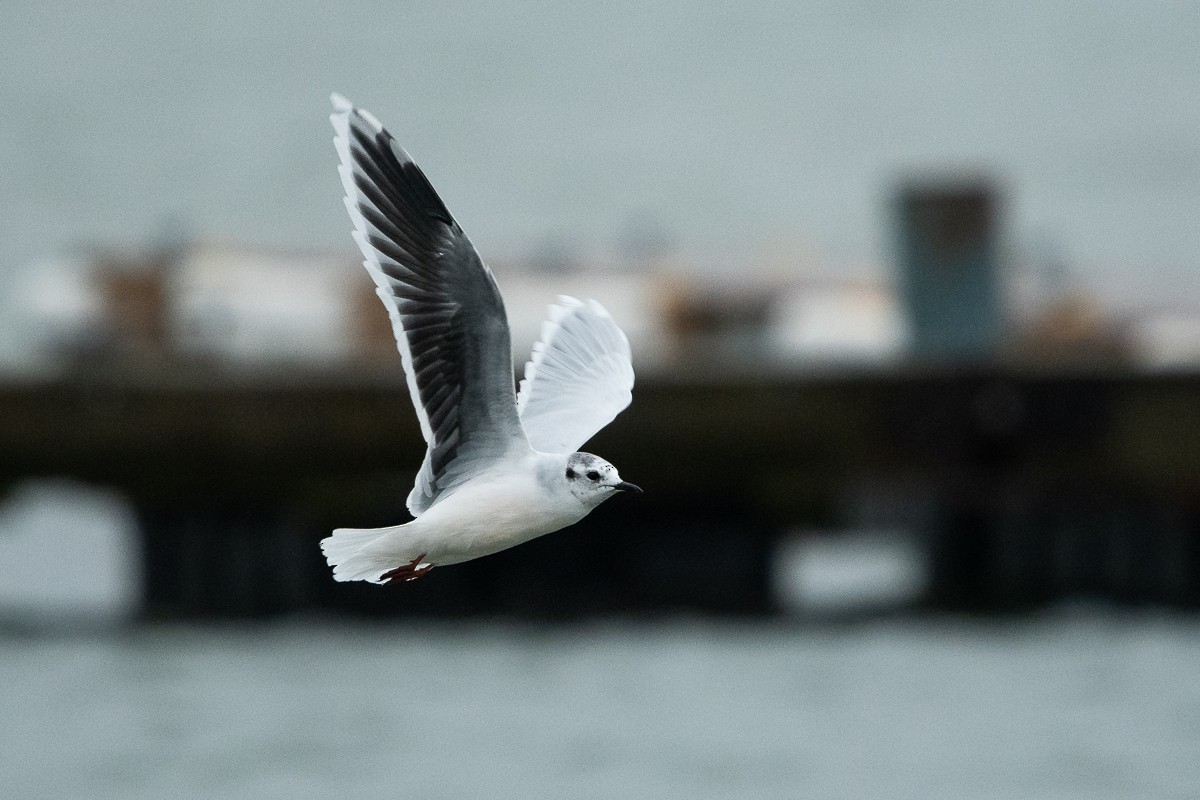 Little Gull - Ryan Griffiths