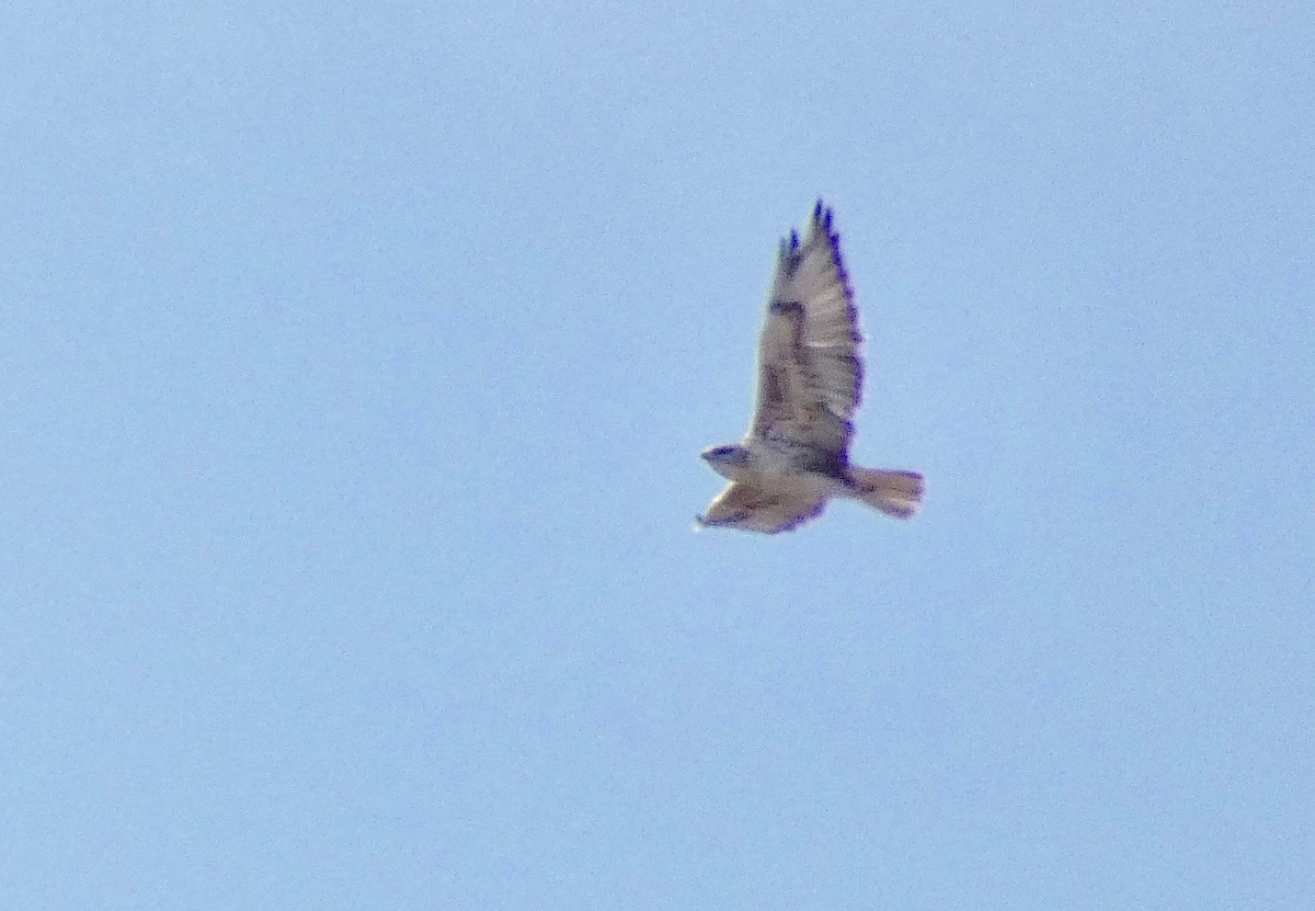 Ferruginous Hawk - ML184624811