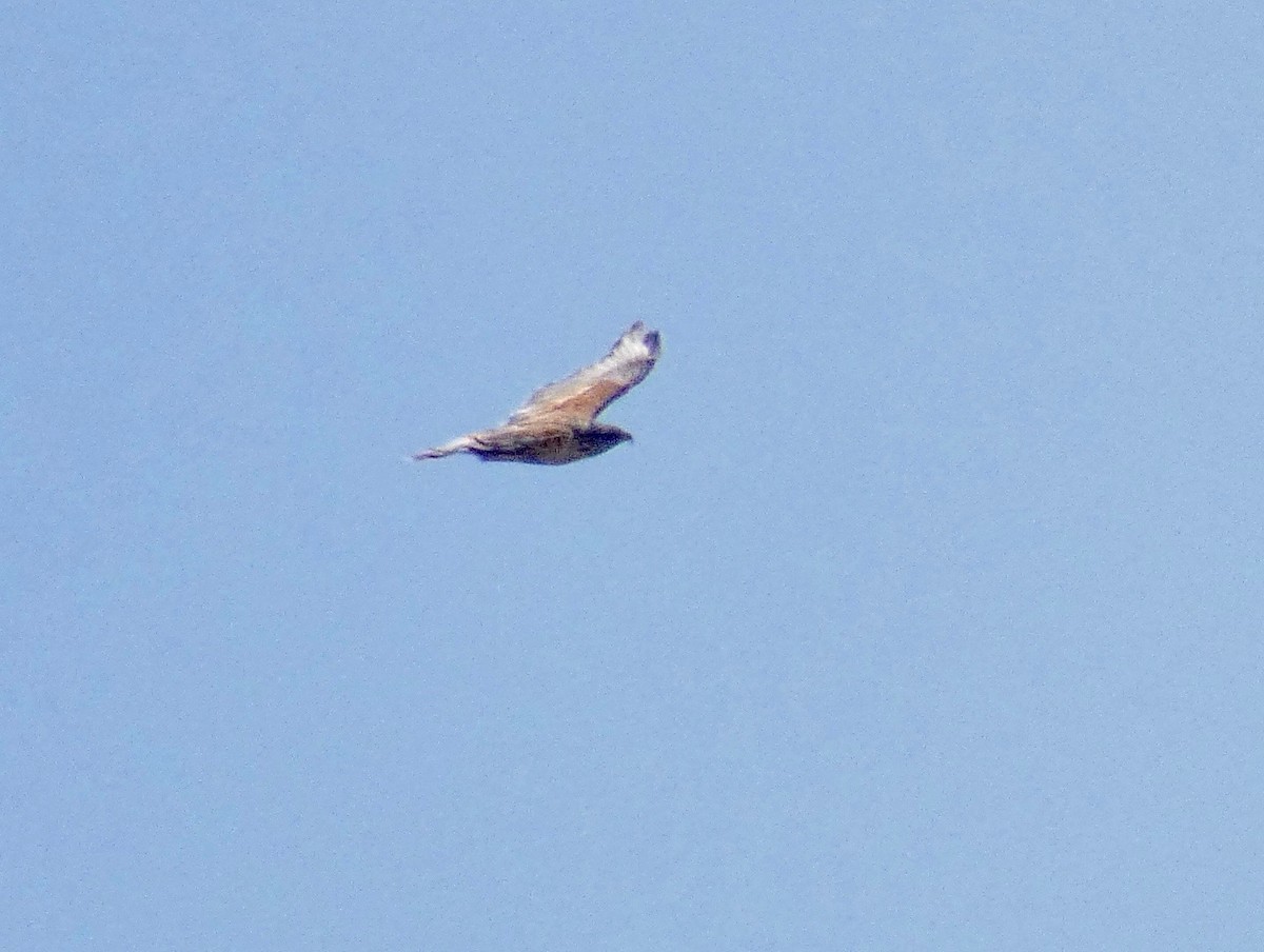 Ferruginous Hawk - ML184624831