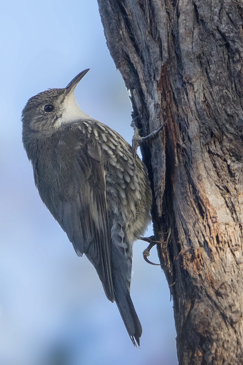 White-throated Treecreeper - ML184624851