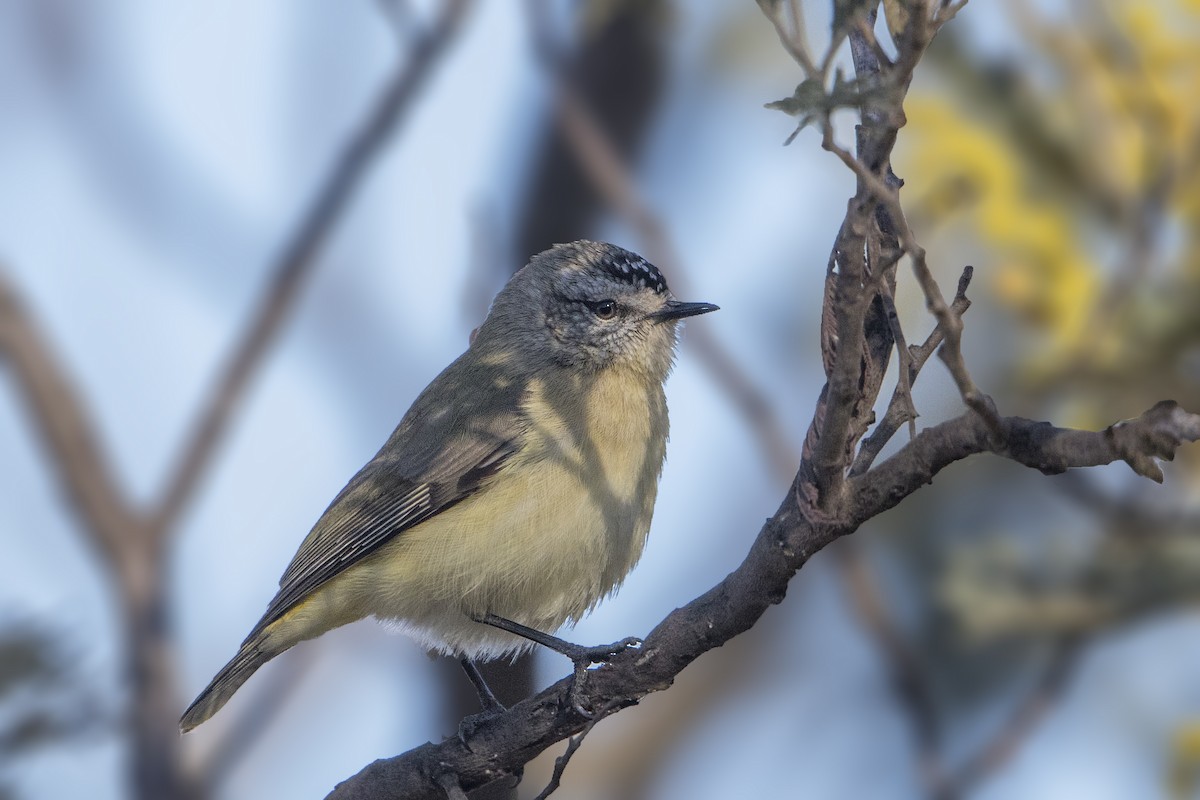 Yellow-rumped Thornbill - ML184624901