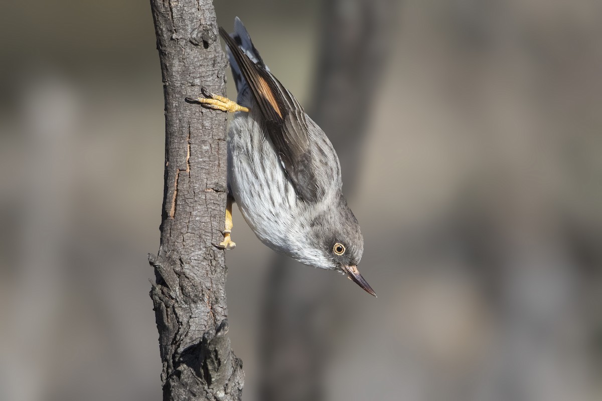 Varied Sittella - ML184624921