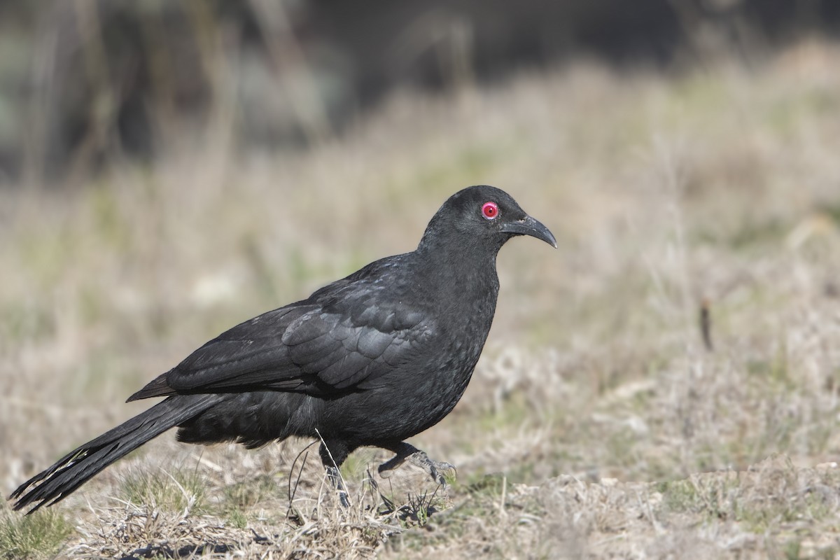 White-winged Chough - ML184624971