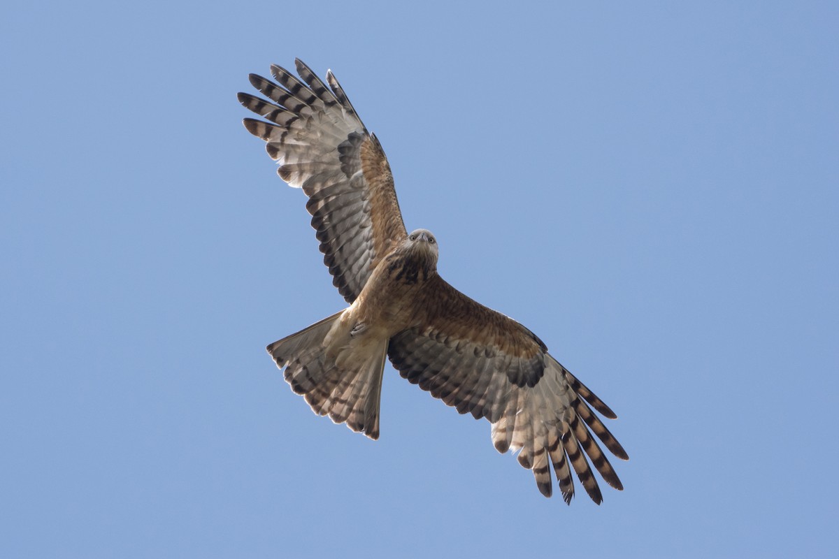 Square-tailed Kite - ML184631601