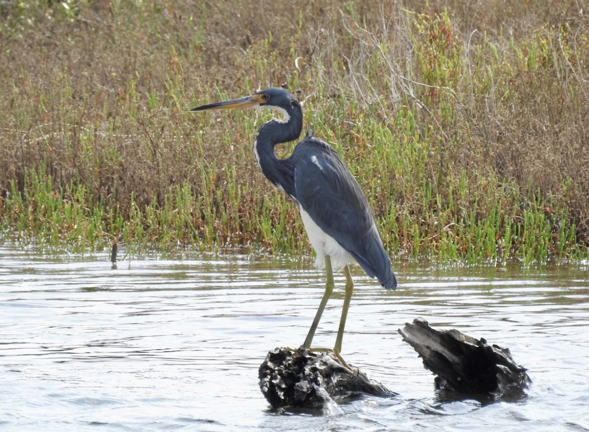 Tricolored Heron - Karen Seward