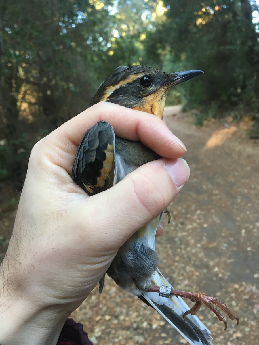 Varied Thrush - ML184632361