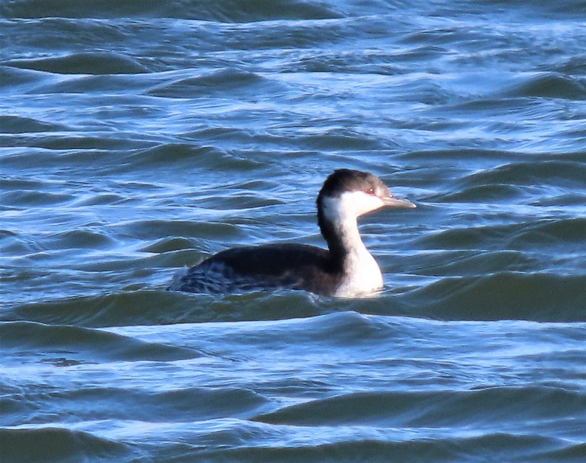 Horned Grebe - ML184632551