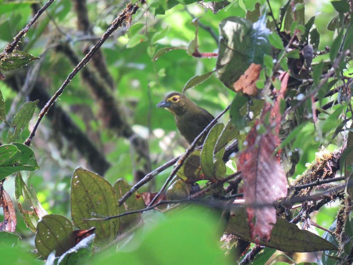 Lemon-spectacled Tanager - Jose Martinez De Valdenebro