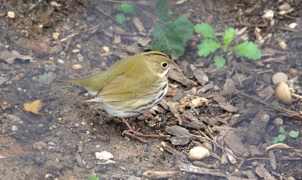 Ovenbird - ML184633011