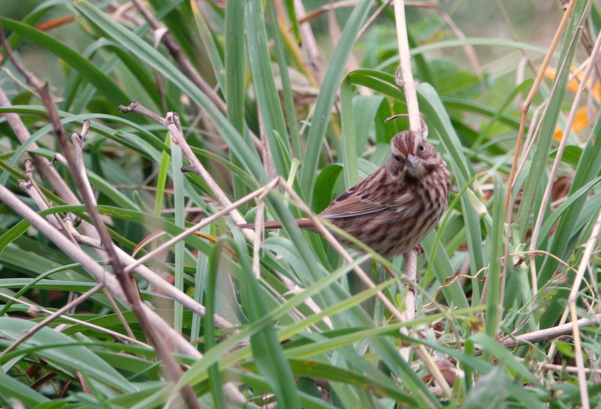 Song Sparrow - ML184633121