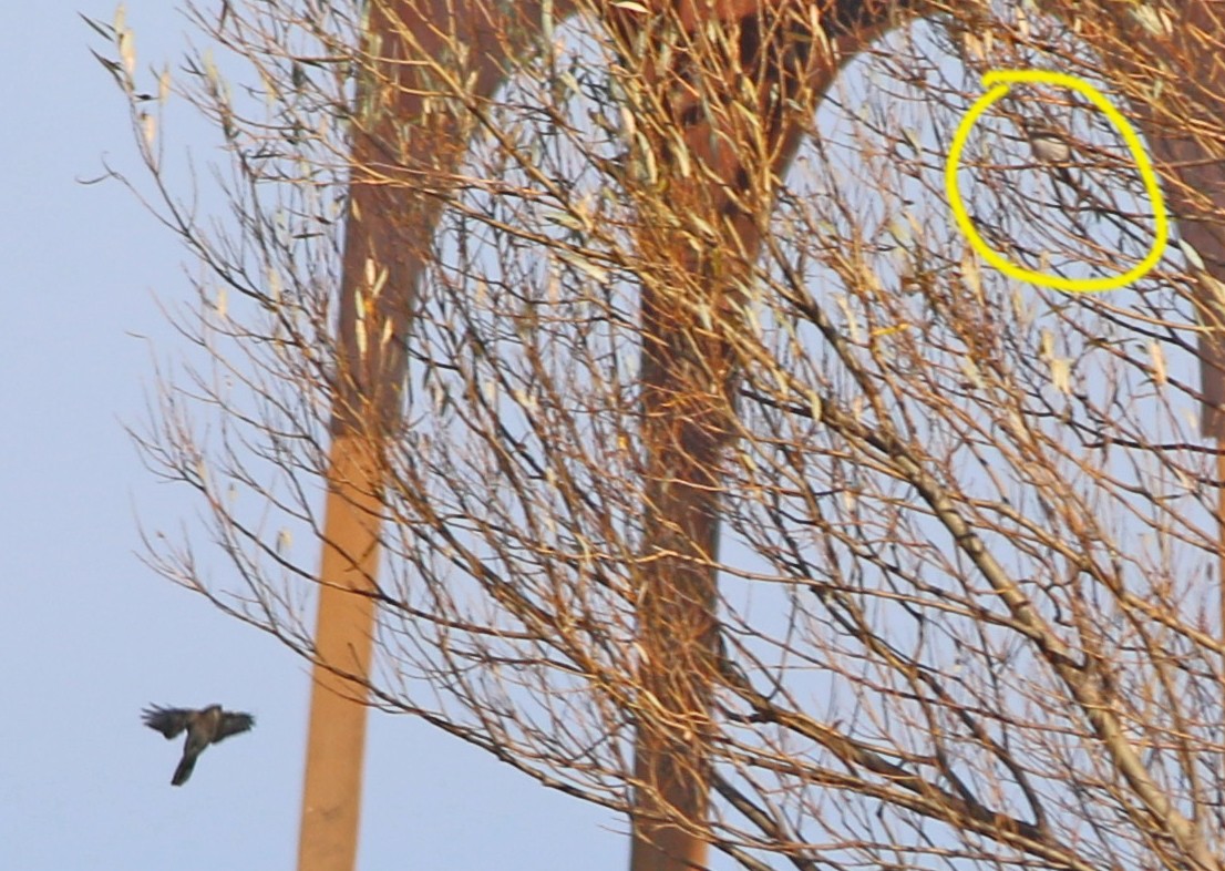 Taigaraubwürger - ML184634821