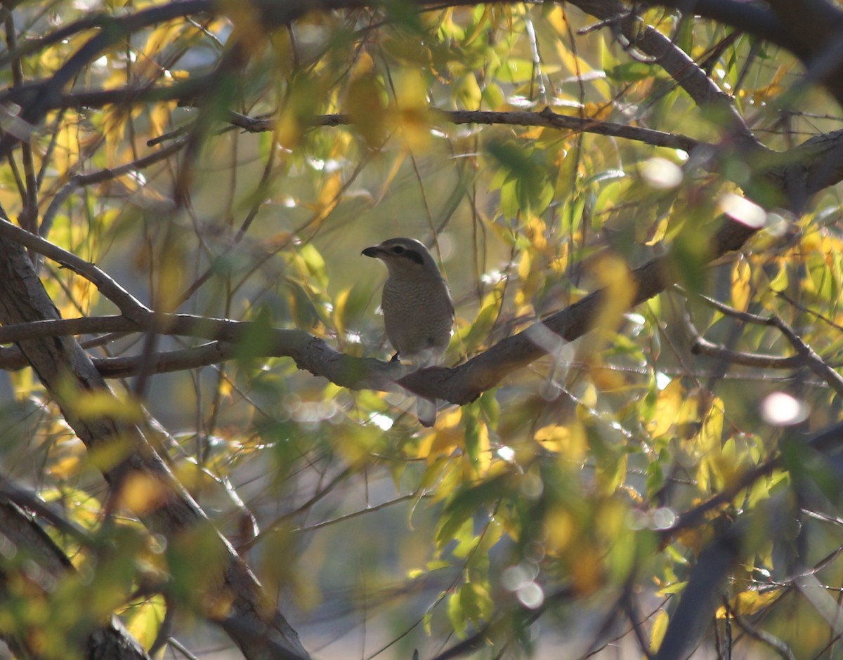 Taigaraubwürger - ML184634891