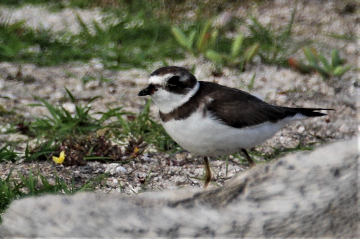 Semipalmated Plover - ML184635551