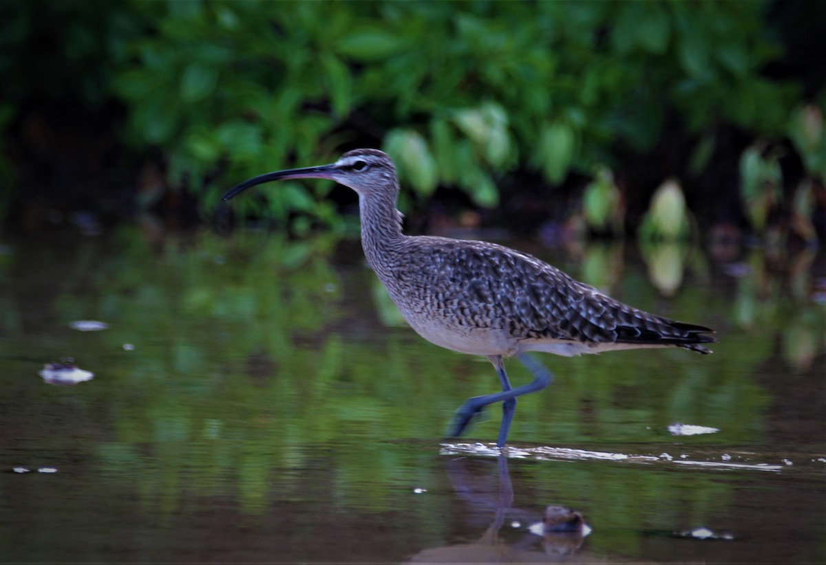 Whimbrel - ML184635881