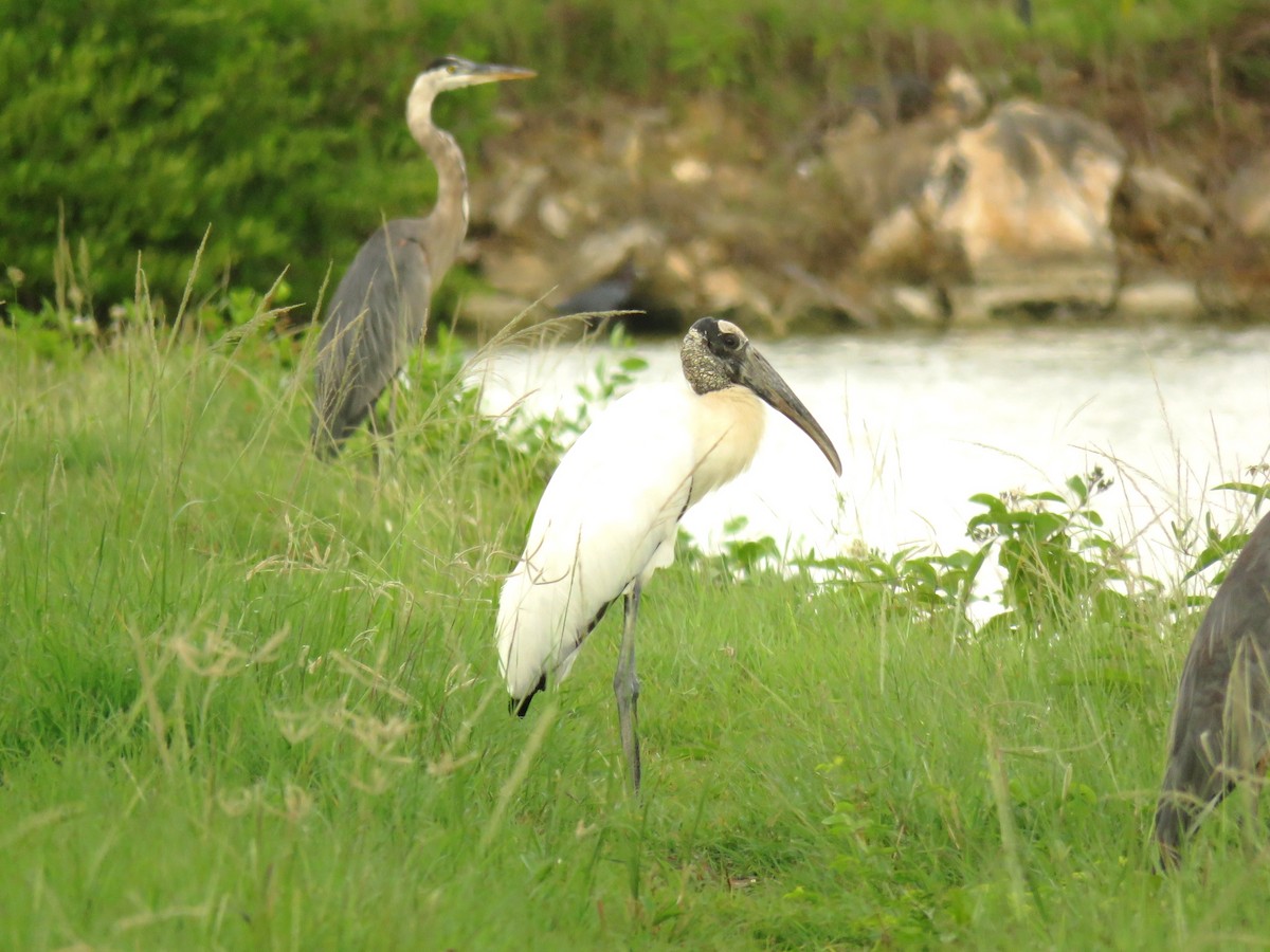 Wood Stork - Jamal Andrewin