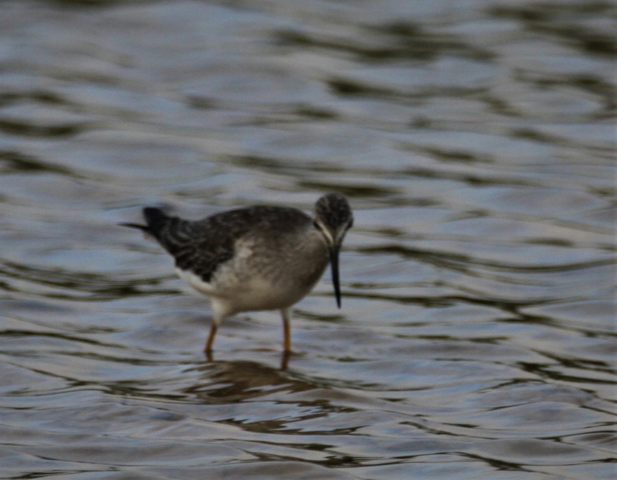 Greater Yellowlegs - ML184636751