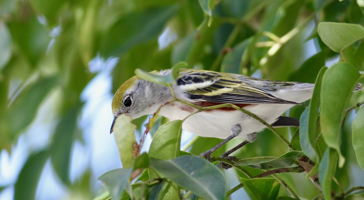 Chestnut-sided Warbler - ML184636941