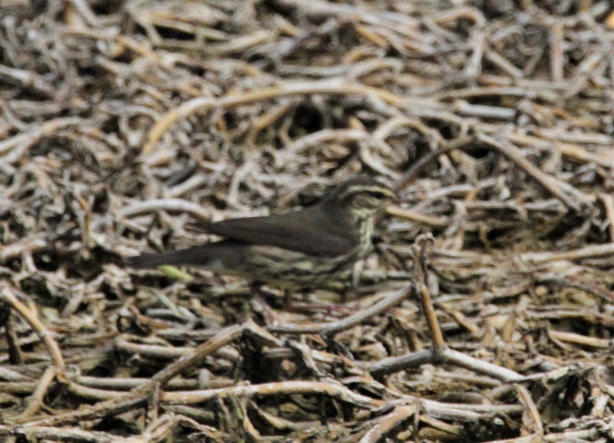 Northern Waterthrush - ML184637301