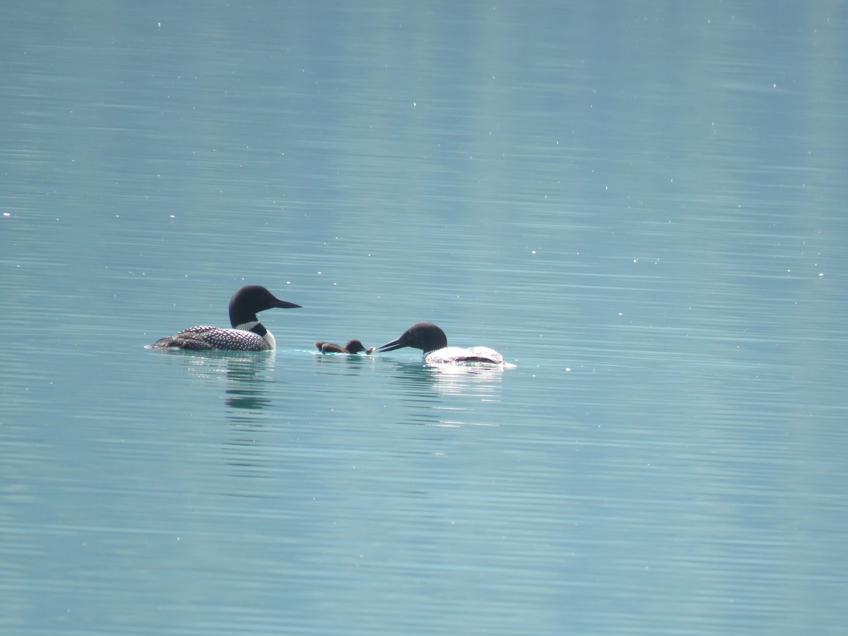 Common Loon - Wayne Weber