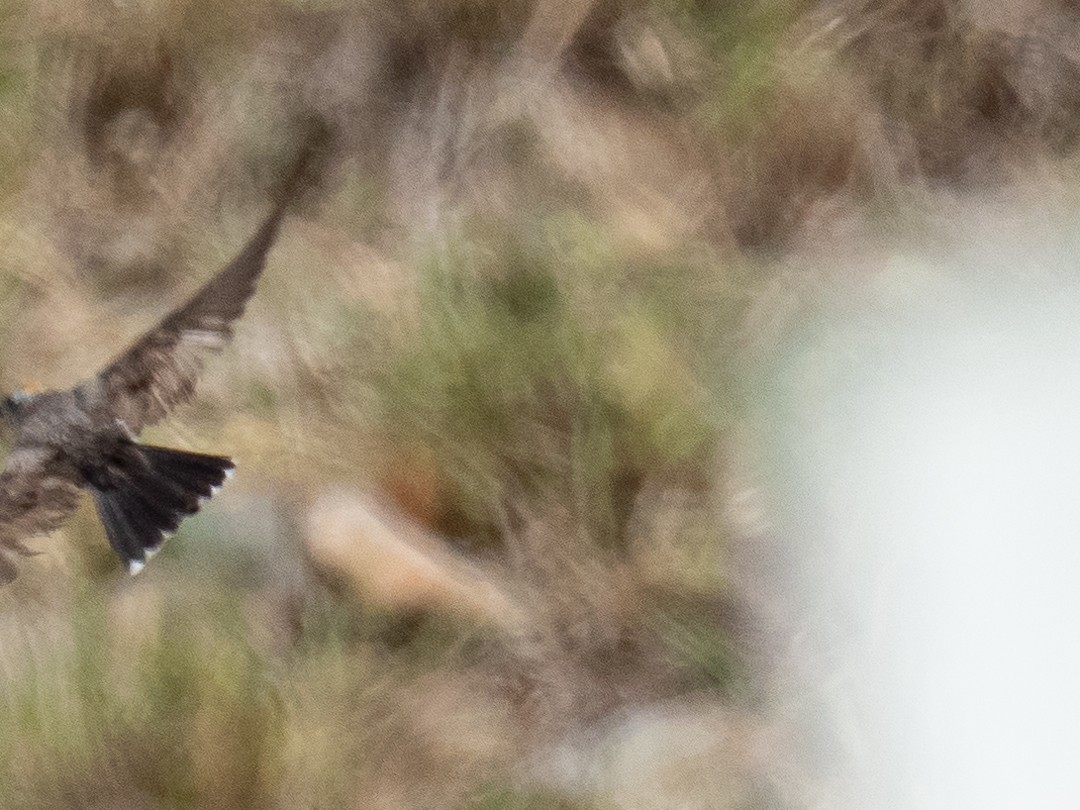 Tyrannus sp. - Chris Fischer