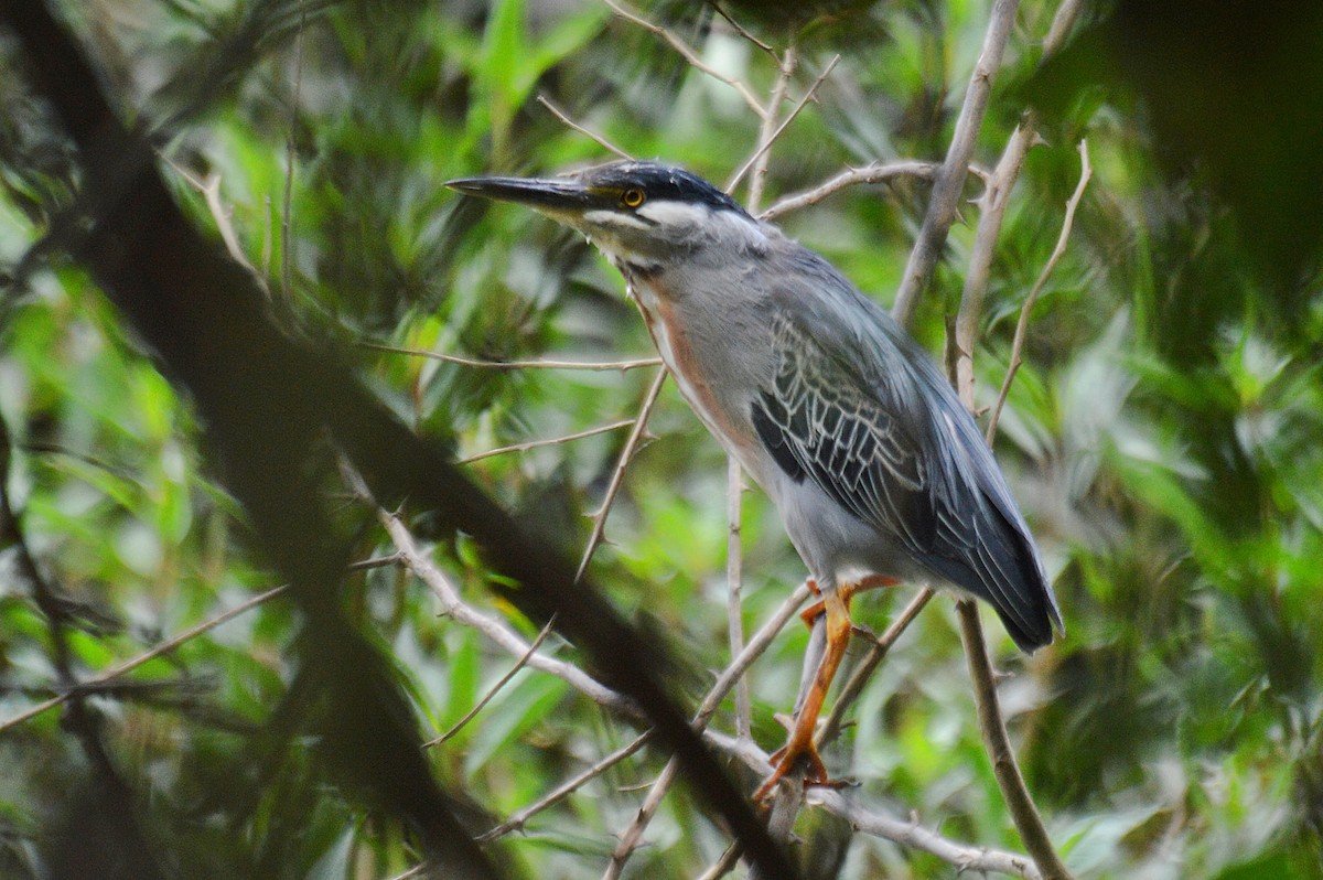 Striated Heron - Patrícia Hanate