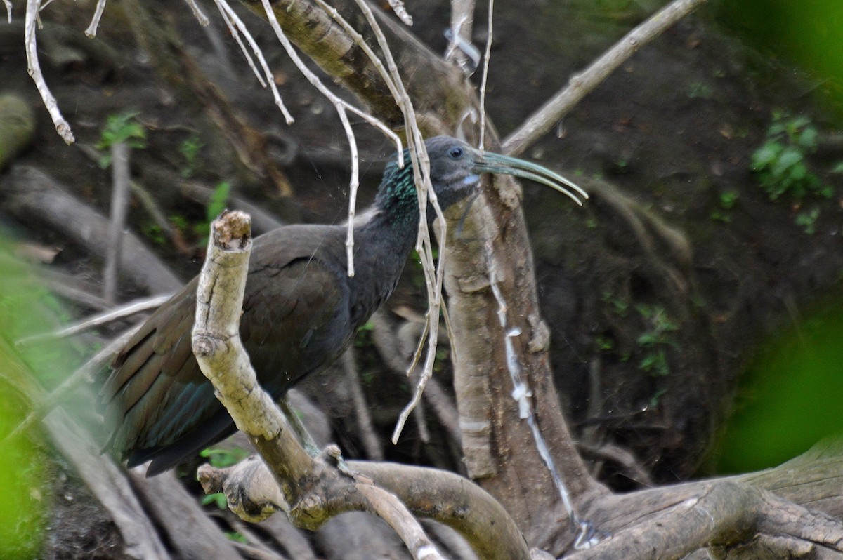 grønnakkeibis - ML184648531