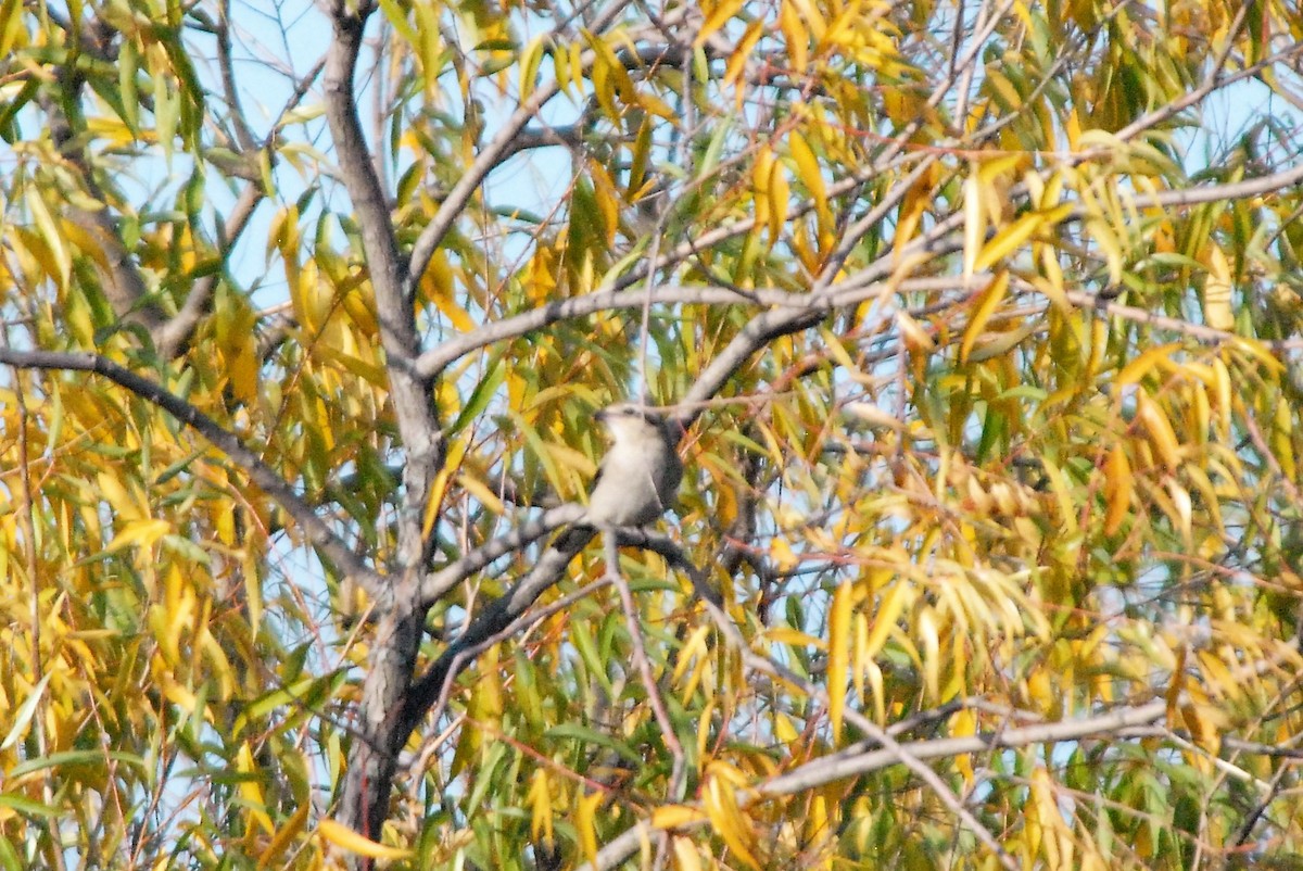 Taigaraubwürger - ML184649451