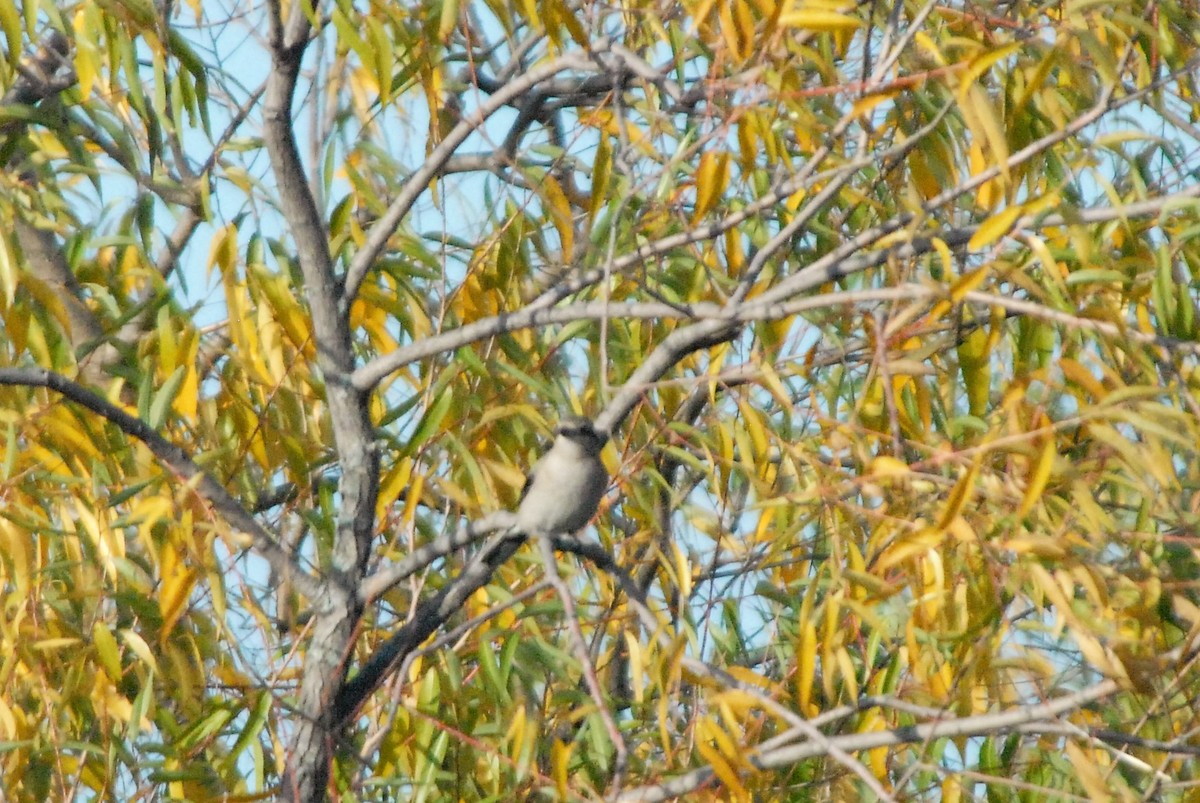 Taigaraubwürger - ML184649461