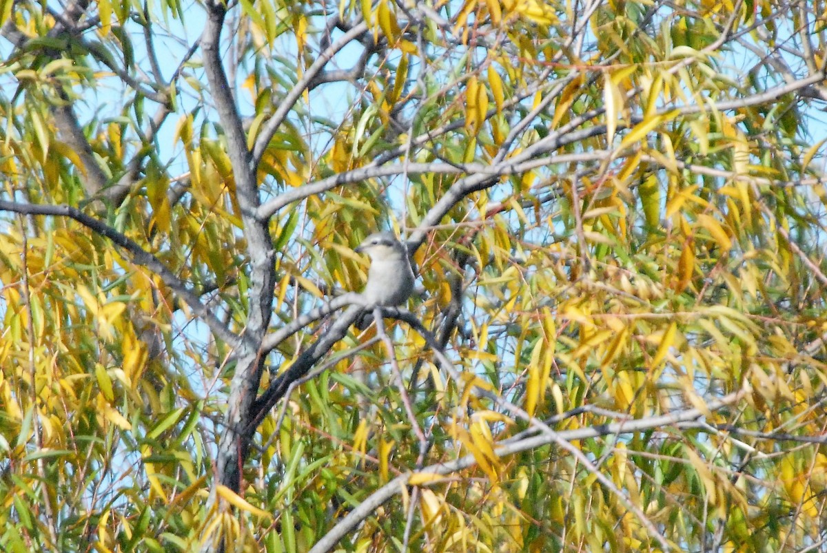 Taigaraubwürger - ML184649471