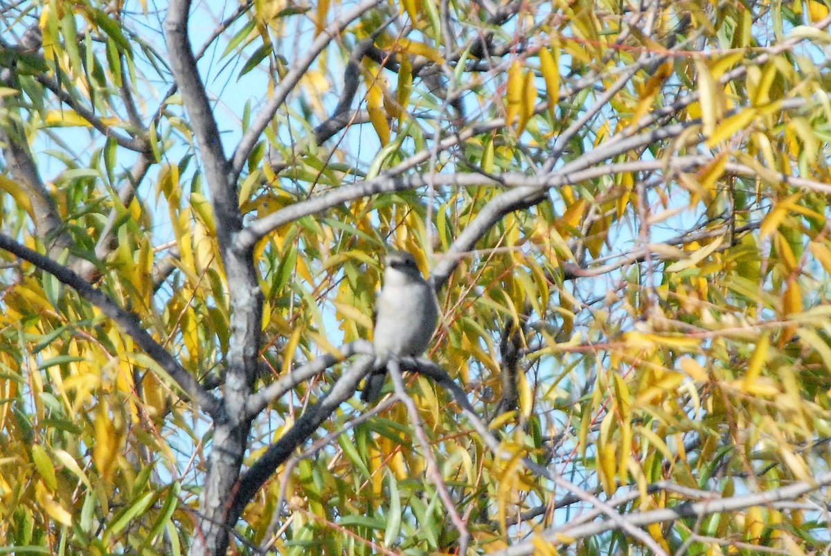 Taigaraubwürger - ML184649481