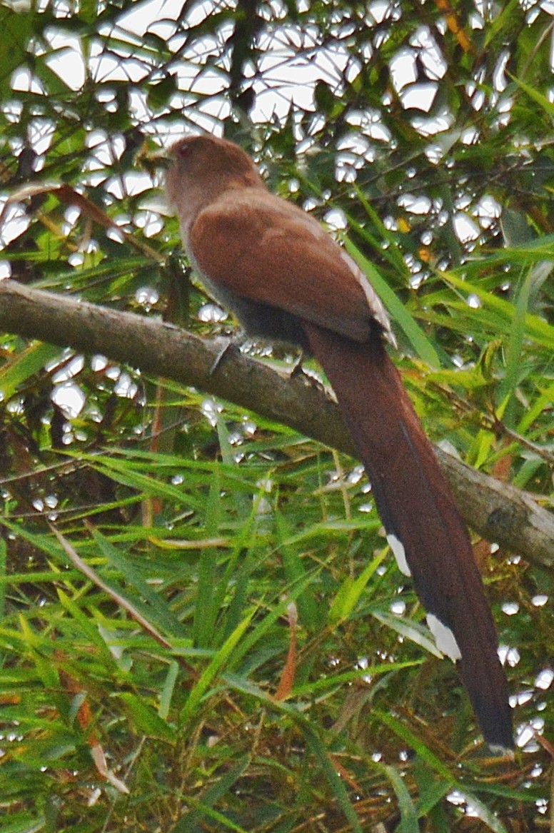 Squirrel Cuckoo - ML184650111