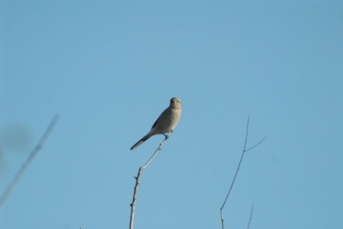 Taigaraubwürger - ML184650431