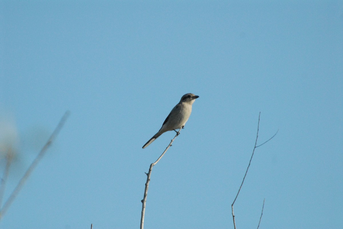 Taigaraubwürger - ML184650451