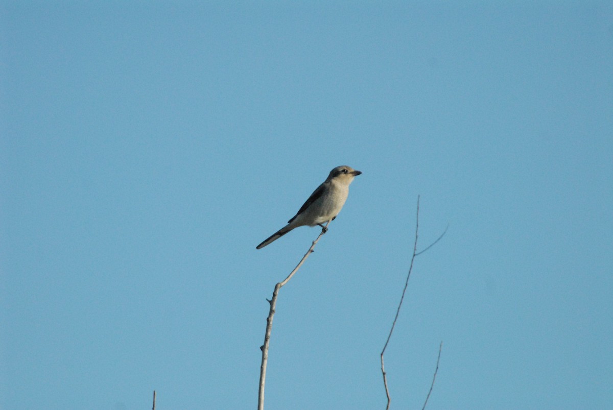 Taigaraubwürger - ML184650481