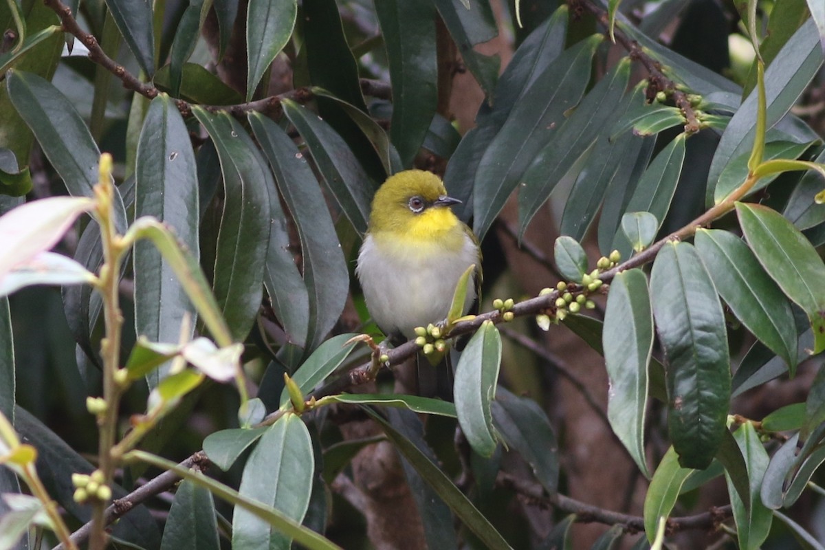 New Guinea White-eye - Chris Wiley