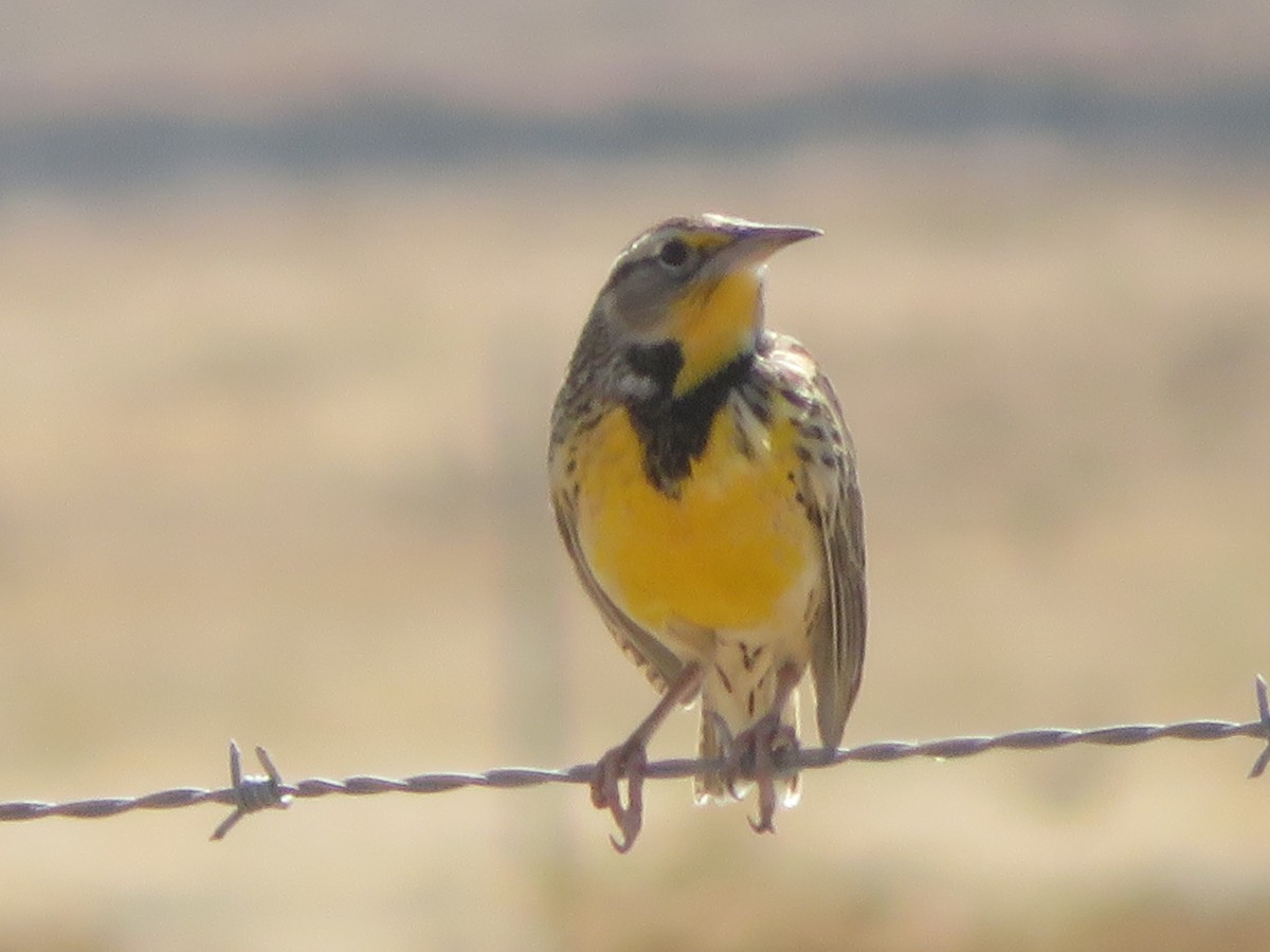 Western Meadowlark - ML184650611