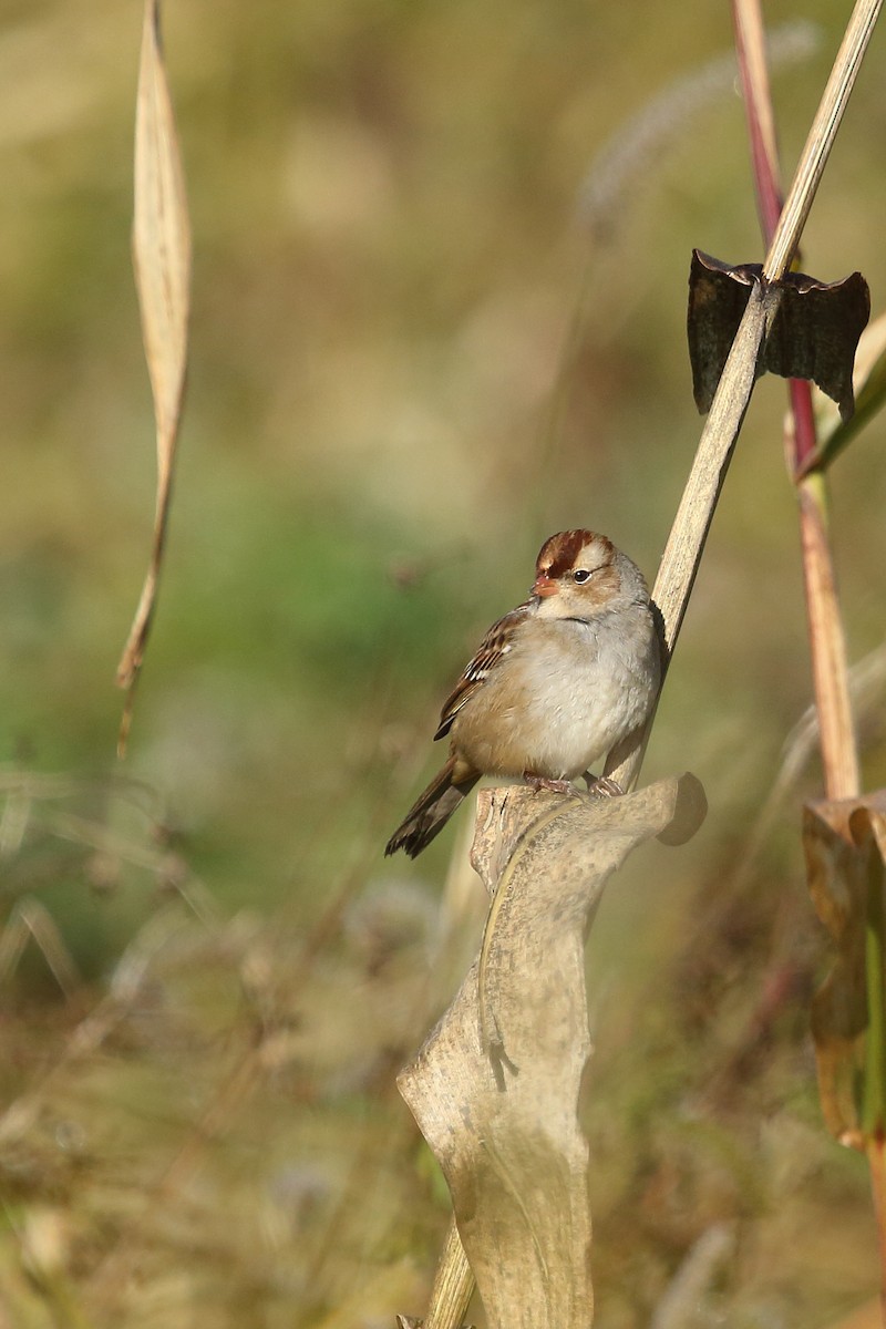 White-crowned Sparrow - ML184652261