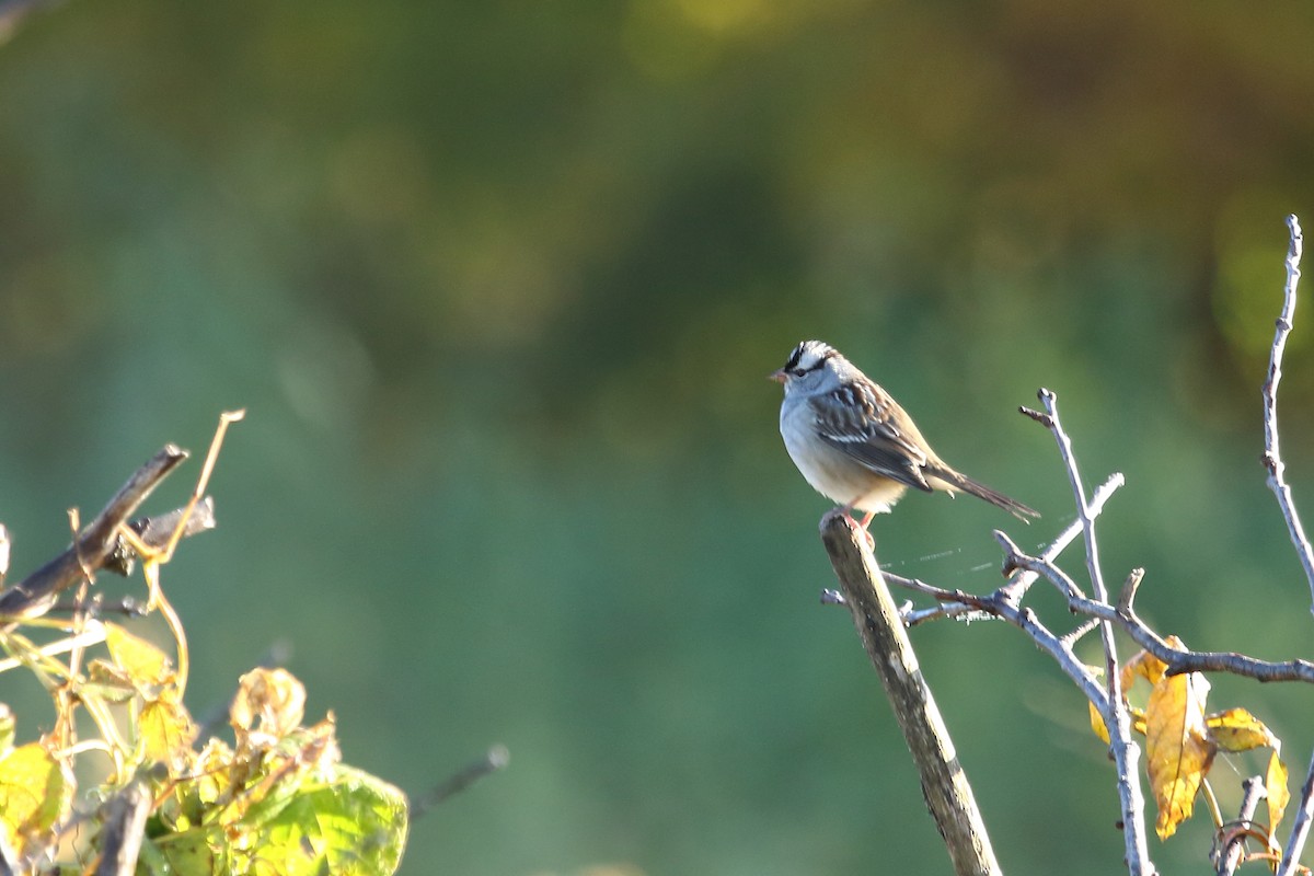 White-crowned Sparrow - ML184652391
