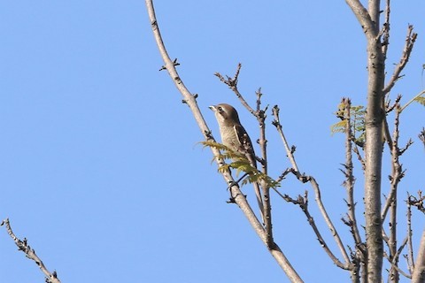 Brown Shrike - Eyzat Amer