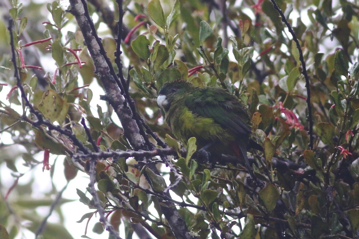 マダラガシラインコ - ML184653261