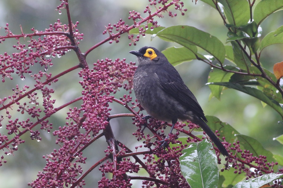 Smoky Honeyeater - ML184653571