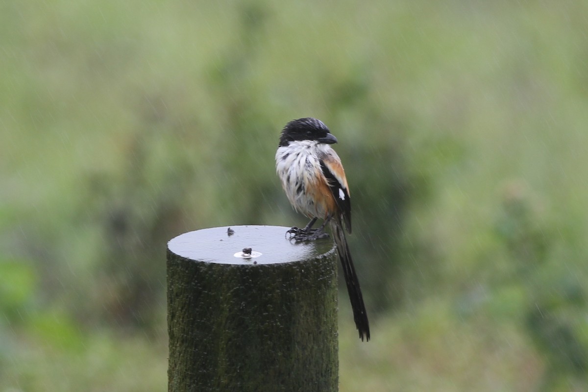 Long-tailed Shrike - ML184653641