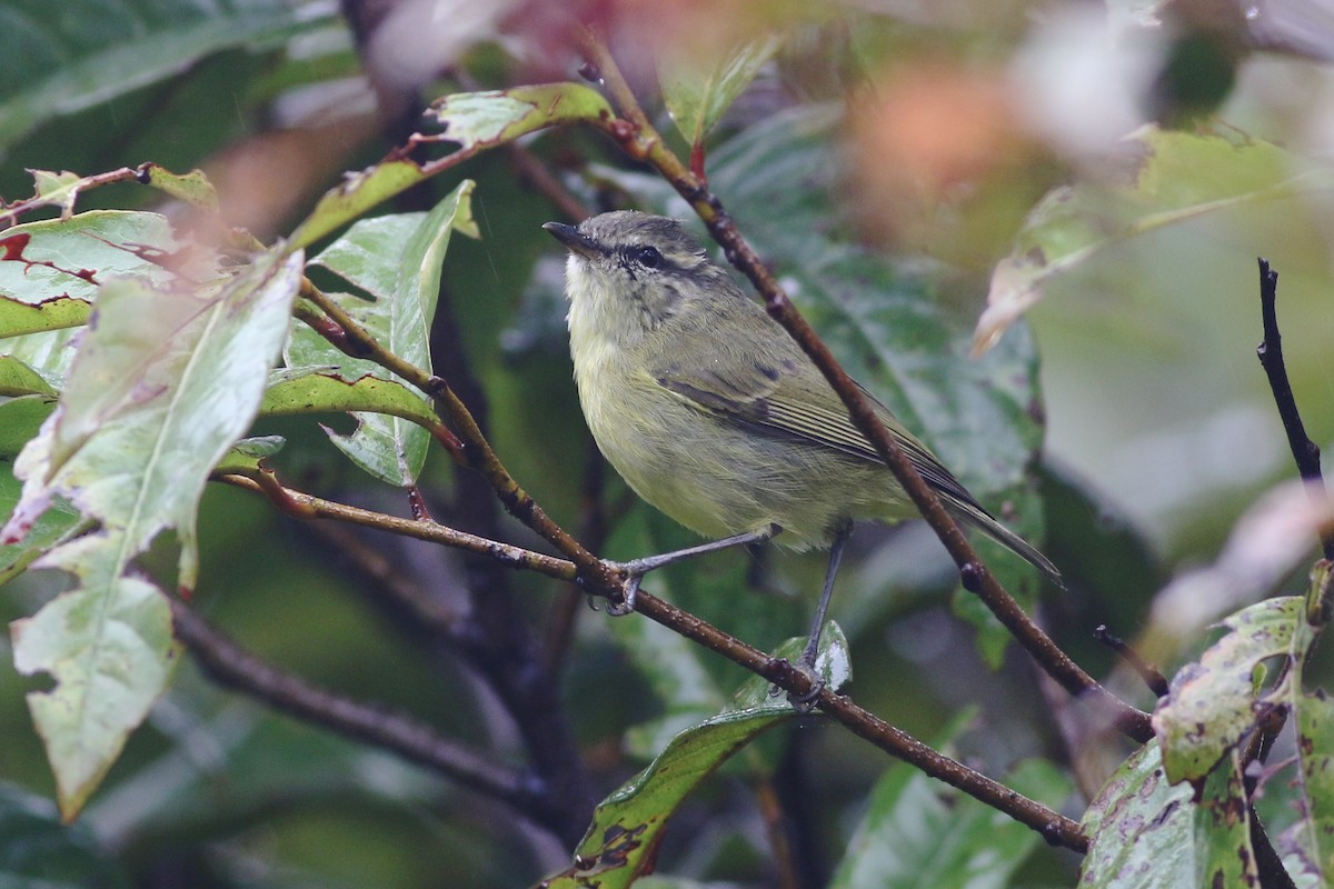 Island Leaf Warbler (New Guinea) - ML184653671