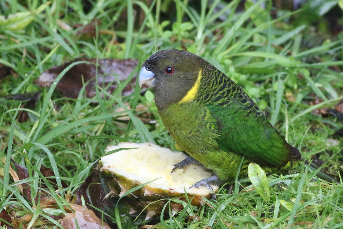 Brehm's Tiger-Parrot - ML184654181